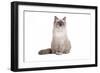 Ragdoll Cat-Fabio Petroni-Framed Photographic Print