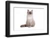 Ragdoll Cat-Fabio Petroni-Framed Photographic Print