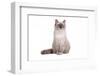 Ragdoll Cat-Fabio Petroni-Framed Photographic Print