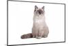 Ragdoll Cat-Fabio Petroni-Mounted Photographic Print