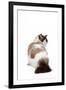 Ragdoll Cat-Fabio Petroni-Framed Photographic Print