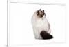 Ragdoll Cat-Fabio Petroni-Framed Photographic Print