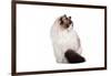 Ragdoll Cat-Fabio Petroni-Framed Photographic Print