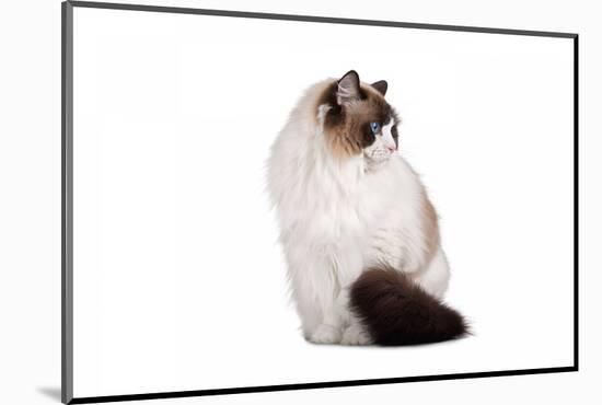 Ragdoll Cat-Fabio Petroni-Mounted Photographic Print