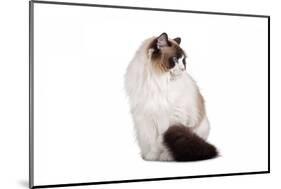 Ragdoll Cat-Fabio Petroni-Mounted Photographic Print