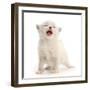 Ragdoll-cross kitten, aged 3 weeks, meowing-Mark Taylor-Framed Photographic Print