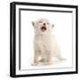 Ragdoll-cross kitten, aged 3 weeks, meowing-Mark Taylor-Framed Photographic Print