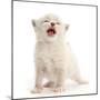 Ragdoll-cross kitten, aged 3 weeks, meowing-Mark Taylor-Mounted Photographic Print