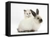 Ragdoll-Cross Kitten and Young Colourpoint Rabbit-Mark Taylor-Framed Stretched Canvas