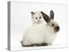 Ragdoll-Cross Kitten and Young Colourpoint Rabbit-Mark Taylor-Stretched Canvas