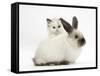 Ragdoll-Cross Kitten and Young Colourpoint Rabbit-Mark Taylor-Framed Stretched Canvas