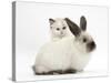 Ragdoll-Cross Kitten and Young Colourpoint Rabbit-Mark Taylor-Stretched Canvas