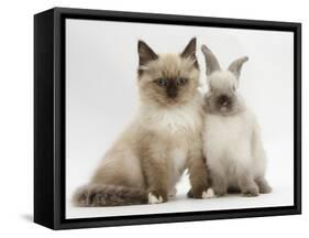 Ragdoll-Cross Kitten and Young Colourpoint Rabbit-Mark Taylor-Framed Stretched Canvas