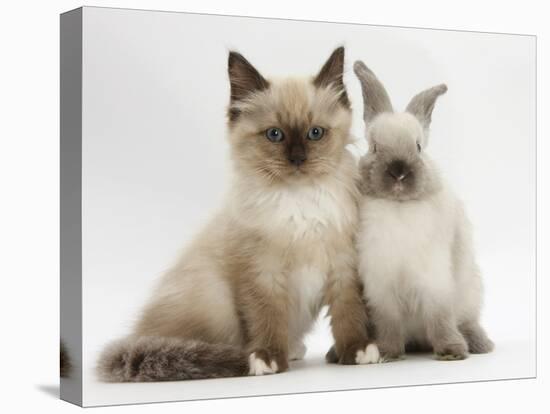 Ragdoll-Cross Kitten and Young Colourpoint Rabbit-Mark Taylor-Stretched Canvas