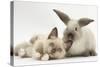 Ragdoll-Cross Kitten and Young Colourpoint Rabbit-Mark Taylor-Stretched Canvas