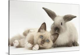 Ragdoll-Cross Kitten and Young Colourpoint Rabbit-Mark Taylor-Stretched Canvas