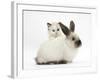 Ragdoll-Cross Kitten and Young Colourpoint Rabbit-Mark Taylor-Framed Photographic Print