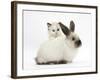 Ragdoll-Cross Kitten and Young Colourpoint Rabbit-Mark Taylor-Framed Photographic Print