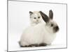 Ragdoll-Cross Kitten and Young Colourpoint Rabbit-Mark Taylor-Mounted Photographic Print