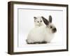 Ragdoll-Cross Kitten and Young Colourpoint Rabbit-Mark Taylor-Framed Photographic Print