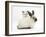 Ragdoll-Cross Kitten and Young Colourpoint Rabbit-Mark Taylor-Framed Photographic Print