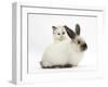 Ragdoll-Cross Kitten and Young Colourpoint Rabbit-Mark Taylor-Framed Photographic Print