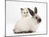 Ragdoll-Cross Kitten and Young Colourpoint Rabbit-Mark Taylor-Mounted Photographic Print