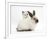 Ragdoll-Cross Kitten and Young Colourpoint Rabbit-Mark Taylor-Framed Photographic Print