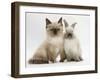 Ragdoll-Cross Kitten and Young Colourpoint Rabbit-Mark Taylor-Framed Photographic Print