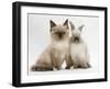 Ragdoll-Cross Kitten and Young Colourpoint Rabbit-Mark Taylor-Framed Photographic Print