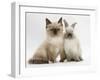 Ragdoll-Cross Kitten and Young Colourpoint Rabbit-Mark Taylor-Framed Photographic Print