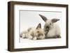 Ragdoll-Cross Kitten and Young Colourpoint Rabbit-Mark Taylor-Framed Photographic Print