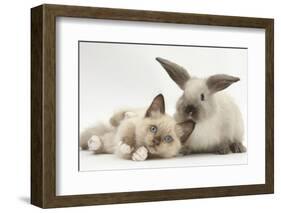 Ragdoll-Cross Kitten and Young Colourpoint Rabbit-Mark Taylor-Framed Photographic Print