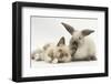 Ragdoll-Cross Kitten and Young Colourpoint Rabbit-Mark Taylor-Framed Photographic Print