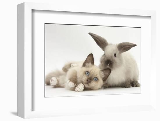 Ragdoll-Cross Kitten and Young Colourpoint Rabbit-Mark Taylor-Framed Photographic Print