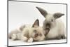 Ragdoll-Cross Kitten and Young Colourpoint Rabbit-Mark Taylor-Mounted Photographic Print