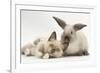 Ragdoll-Cross Kitten and Young Colourpoint Rabbit-Mark Taylor-Framed Photographic Print