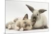 Ragdoll-Cross Kitten and Young Colourpoint Rabbit-Mark Taylor-Mounted Photographic Print