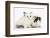 Ragdoll-Cross Kitten with Black-And-White Guinea Pig-Mark Taylor-Framed Photographic Print