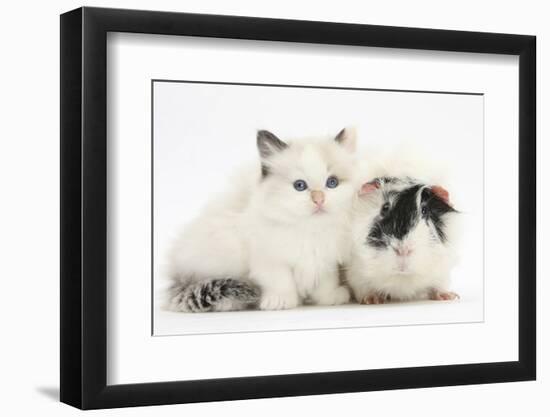 Ragdoll-Cross Kitten with Black-And-White Guinea Pig-Mark Taylor-Framed Photographic Print