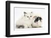 Ragdoll-Cross Kitten with Black-And-White Guinea Pig-Mark Taylor-Framed Photographic Print