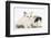 Ragdoll-Cross Kitten with Black-And-White Guinea Pig-Mark Taylor-Framed Photographic Print