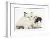 Ragdoll-Cross Kitten with Black-And-White Guinea Pig-Mark Taylor-Framed Photographic Print