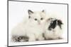 Ragdoll-Cross Kitten with Black-And-White Guinea Pig-Mark Taylor-Mounted Photographic Print