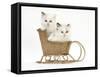 Ragdoll-Cross Kittens in a Wicker Toy Sledge-Mark Taylor-Framed Stretched Canvas