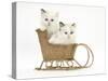 Ragdoll-Cross Kittens in a Wicker Toy Sledge-Mark Taylor-Stretched Canvas