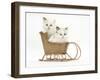 Ragdoll-Cross Kittens in a Wicker Toy Sledge-Mark Taylor-Framed Photographic Print