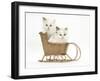 Ragdoll-Cross Kittens in a Wicker Toy Sledge-Mark Taylor-Framed Photographic Print