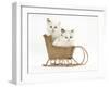 Ragdoll-Cross Kittens in a Wicker Toy Sledge-Mark Taylor-Framed Photographic Print