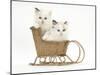 Ragdoll-Cross Kittens in a Wicker Toy Sledge-Mark Taylor-Mounted Photographic Print